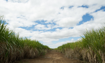 Goiás bate recorde e atinge segundo lugar no ranking nacional de produção de cana-de-açúcar